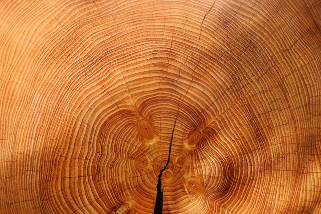 dřevo, letokruhy, strom